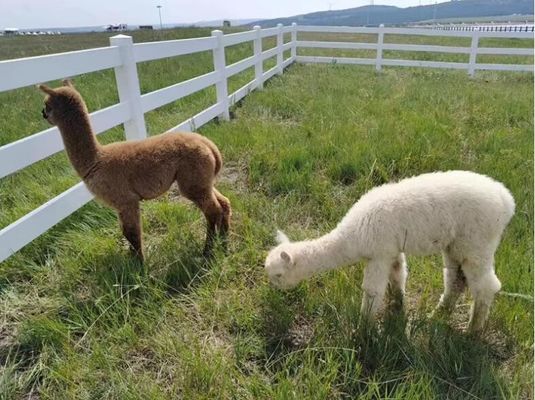 Material 100% virgen Durable 2rails 3rails PVC cerco de caballos de montura cerco de granja