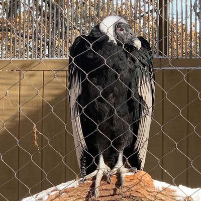 Rejas de alambre de cuerda de acero inoxidable 304/316 para recintos zoológicos