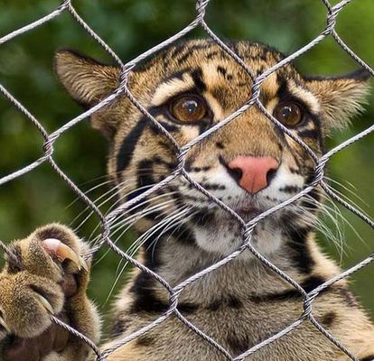 Rejas de alambre de cuerda de acero inoxidable 304/316 para recintos zoológicos
