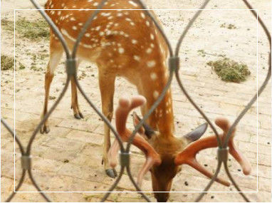 Cuerdas de acero inoxidable tejidas a mano con dimensiones límite personalizables para balaustradas y recintos zoológicos