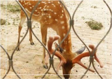 3 mm de acero inoxidable malla de cuerda 7x7 tejido para el parque zoológico de la valla del aeropuerto