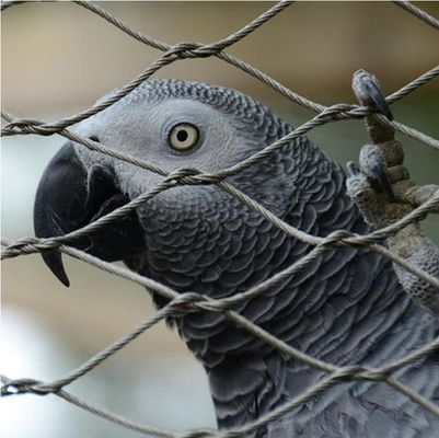 Cuerdas de acero inoxidable anudadas de alta resistencia para el recinto del zoológico