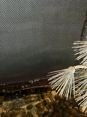 Pañería decorativa de la bobina del acero inoxidable para la malla de la pared de la cascada